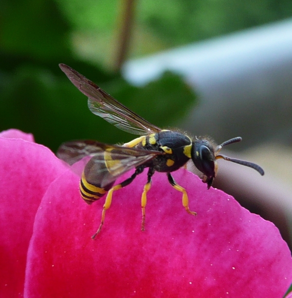 Ancistrocerus Auctus?